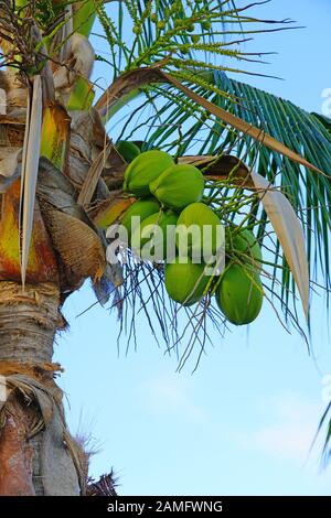 Grüne junge Kokosnüsse wachsen auf einer Palme Stockfoto