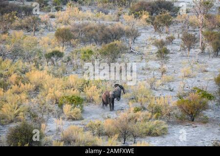 Luftaufnahme von African Elephant, Loxodonta africana, von einer Heißluftballonfahrt aus gesehen, Bushman Plains, Okavanago Delta, Botswana Stockfoto