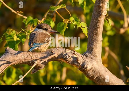 Gestreifter Kingfisher, Halcyon chelicuti, Bushman Plains, Okavanago Delta, Botswana Stockfoto