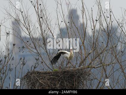 Bensheim, Deutschland. Januar 2020. Ein Weißstorch breitet in seinem Nest am Stadtrand von Bensheim (Kreis Bergstraße) in Sichtweite des Schlosses Auerbach einen Flügel aus. Von Jahr zu Jahr überwintern immer mehr Störche in Südhessen. Credit: Arne Dedert / dpa / Alamy Live News Stockfoto