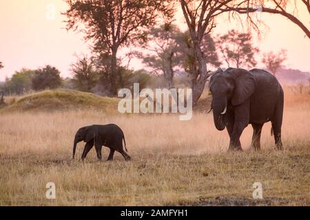 Afrikanischer Elefant, Loxodonta africana, Mutter und Kalb bei Sonnenuntergang, Khwai Private Reserve, Okavango Delta, Botswana Stockfoto