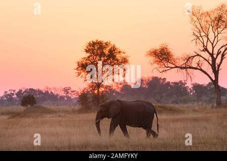 Afrikanischer Elefant, Loxodonta africana, bei Sonnenuntergang, Khwai Private Reserve, Okavango Delta, Botswana Stockfoto