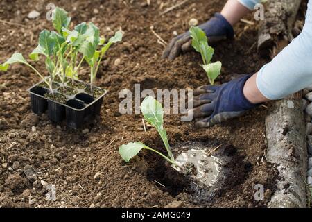 Gärtner pflanzen Blumenkohl Sämlinge in frisch gepflügten Garten Betten. Organische im Garten arbeitende, gesunde Ernährung, Ernährung und Diät, Selbstversorgung und housewor Stockfoto