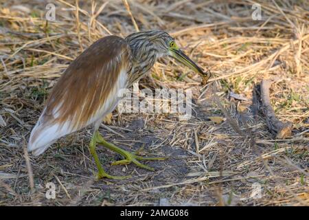 Squacco Heron, Ardeola ralloides, Fressen eines Insekts, Khwai Private Reserve, Okavango Delta, Botswana Stockfoto