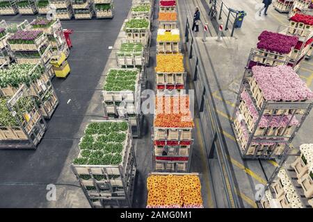 Aalsmeer, NIEDERLANDE - 15. APRIL Blumen, die für die Auktion vorbereitet werden, FloraHolland, 2015, Aalsmeer Flower Auction ist die größte Blumenauktion in Stockfoto