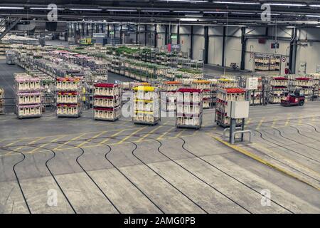 Aalsmeer, NIEDERLANDE - 15. APRIL Blumen, die für die Auktion vorbereitet werden, FloraHolland, 2015, Aalsmeer Flower Auction ist die größte Blumenauktion in Stockfoto