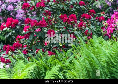 Rhodendron-Farn Stockfoto