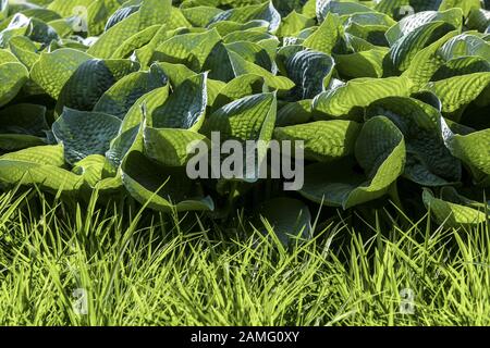 Hosta Grasrand, sonnenbeleuchtete Laubkante Stockfoto