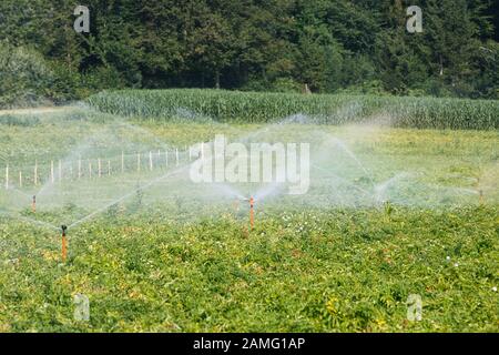 Irrigational System auf umfangreichen Kartoffelfeld. Automatisierte Landwirtschaft, Technologie, Vorbeugung gegen Dürre, der Industrie, der Lebensmittelindustrie und der Landwirtschaft Konzept. Stockfoto