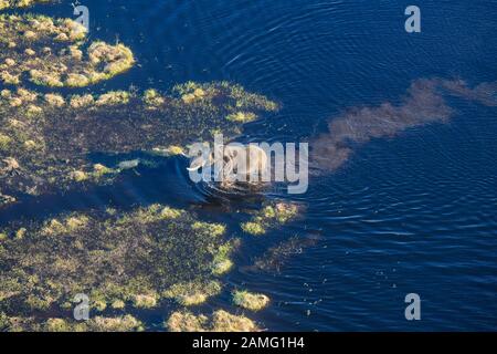 Luftaufnahme von African Elephant, Loxodonta africana, das Wasser überqueren, Macatoo, Okavango-Delta, Botswana Stockfoto
