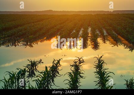 Überflutet junge maisfeld Plantage mit beschädigten Kulturen im Sonnenuntergang nach schweren Regenzeit, dass der Ertrag von Kulturpflanzen auswirken wird Stockfoto