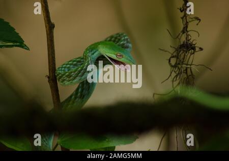 Grüne Schlange im Dschungel Stockfoto