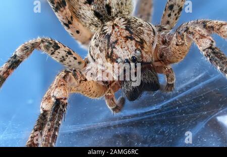 Zoropsis spinimana (Zoropsidae) in der Nähe einer Spinne. Makrofotografie Stockfoto
