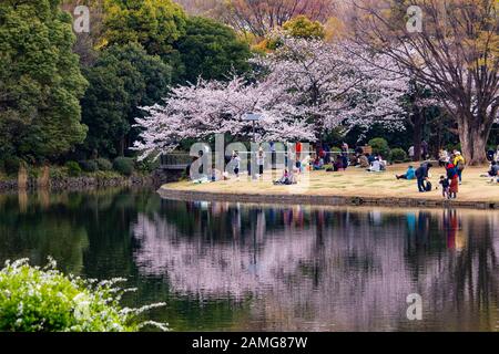 Menschen, die Kirschblüten im Kitanomaru Park in Tokio, Japan, genießen Stockfoto