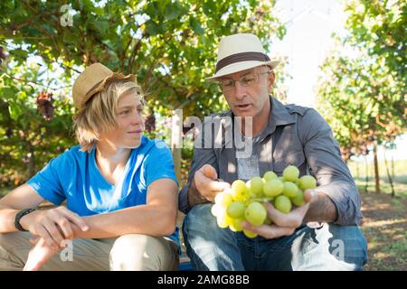 Winzer Vater teilen sie ihre Erfahrung mit Sohn Stockfoto