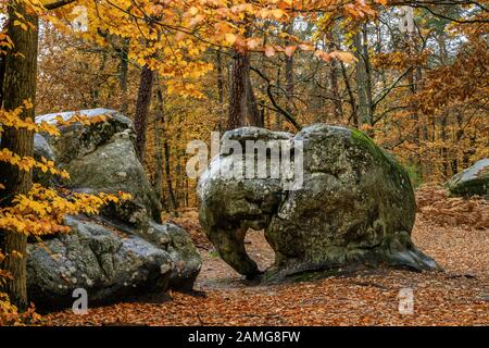 Frankreich, seine et Marne, Barbizon, Wald von Fontainebleau, Biosphärenreservat Fontainebleau und Gatinais von der UNESCO, Elephant Site and Rock // Frankreich, Stockfoto