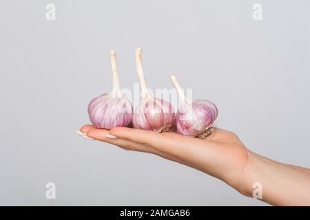 Nahaufnahme der weiblichen Hände, die frischen ganzen Knoblauch, Gewürze und reifes Gemüse am Arm halten, würzige aromatische Zutaten zum Kochen, gesundes Essen, Würzmittel Stockfoto