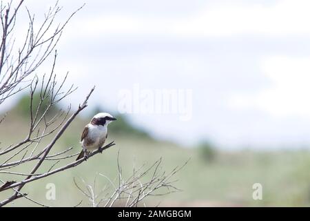 Nordenweiß-krönte Würger- oder Weißrumpffische Würger (Eurocephalus rupelli), Maasai Mara, Kenia. Stockfoto