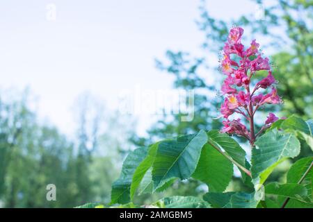 Rosa Kastanie Blüten. Stockfoto