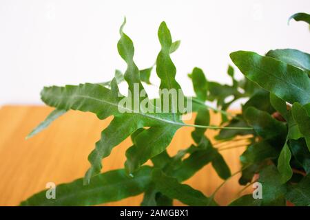 Blue Star Farn Plant vor weißem Hintergrund Stockfoto