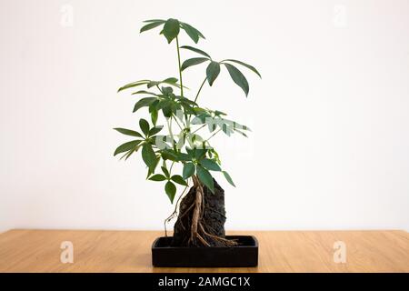 Dachanlage auf vulkanischem Stein vor weißem Hintergrund Stockfoto