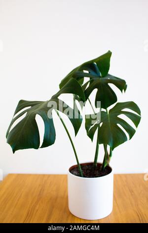 Monstera Deliciosa Pflanze in dekorativem Topf vor weißem Hintergrund Stockfoto