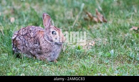 Ein kleines braunes Kaninchen ruht in meinem grünen Gras auf meinem vorderen Rasen. Stockfoto