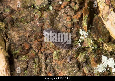 Ein gemeines Raues Holzhaus, Porcellio Scaber, das nachts in einem Garten in Lancashire auf Rinde ruht. Lancashire England GB. Stockfoto