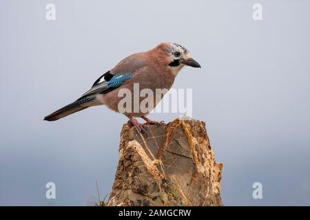 Eurasischer Jay (Garrulus glandarius) im Winter thront auf seinem gewöhnlichen Barsch. Leon, Spanien. Stockfoto