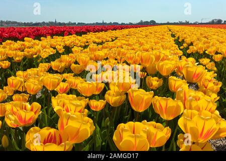 Traditionelles niederländisches Tulpenfeld mit gelben Tulpen mit roten Streifen in einer Reihe in unmittelbarer Nähe Stockfoto