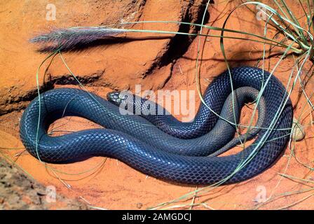Australien, venomous Inland Taipan Stockfoto