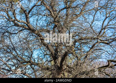 Detailbild eines komplizierten Verzweigungssystems eines Baumes im Winter Stockfoto