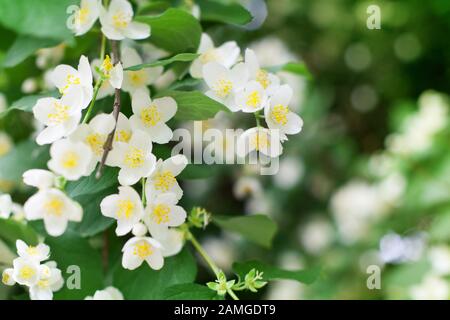 Weiße Jasminblüten auf grünen Blättern verschwommener Hintergrund Nahaufnahme, zarte jasmin Blume blühende Zweig Makro, schöne Frühlings-Blumenstrauß Stockfoto