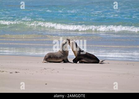 Australien, australischer Seelöwe an der Robbenbucht, Kangaroo Island Stockfoto