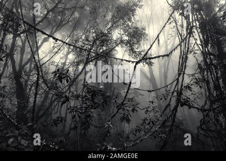 Nebeliger tropischer Wald mit verworrenen Lianen am frühen Morgen, traditionelle getönte Ausgabe Stockfoto