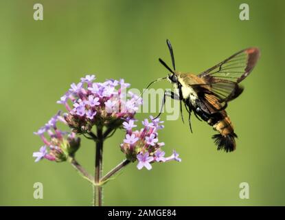 Nahaufnahme von Hummingbird Clearwing Moth (Hemaris thysbe), die sich mit violetten Blumen im Garten, Quebec, Kanada ernähren Stockfoto