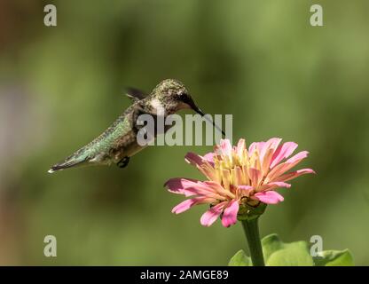 Nahaufnahme von Ruby-throated Hummingbird im Flug, Fütterung von rosa Zinnia-Blume im Garten, Quebec, Kanada. Wissenschaftlicher Name ist Archilochus colubris Stockfoto