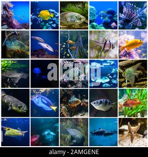 Inmitten wunderbarer und schöner Unterwasserwelt mit Korallen und tropischen Fischen. Volle Größe. Stockfoto