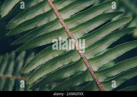 Perfektes natürliches Farnmuster. Farbe Grün Stockfoto