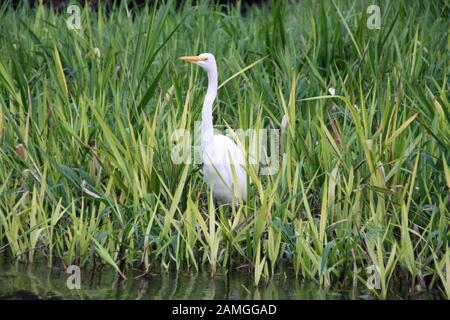 Großer weißer Egret in Costa Rica Tierwelt Stockfoto