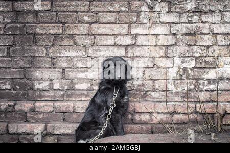 Einsamer trauriger mongrel Kettenhund in der Nähe einer alten schmutzigen Ziegelmauer Stockfoto