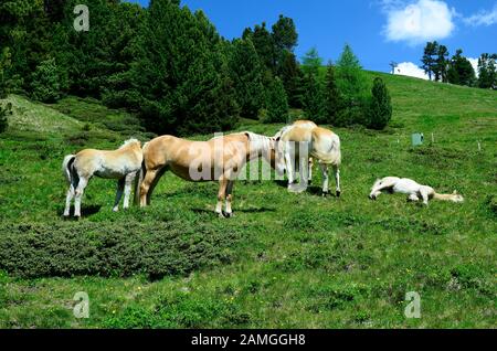 Österreich, Tyrol, haflinger Pferde auf der Alm Stockfoto