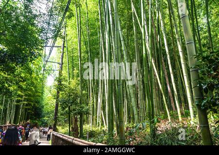 Kyoto, Japan, Asien - 4. September 2019: Der Hauptweg von Arashiyama Bamboo Grove in Arashiyama Stockfoto