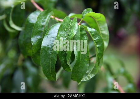 Kranke, zerknitterte grüne Blätter und Nektarine im Garten auf Baumnähe Makro.A Tropfenblatt Stockfoto