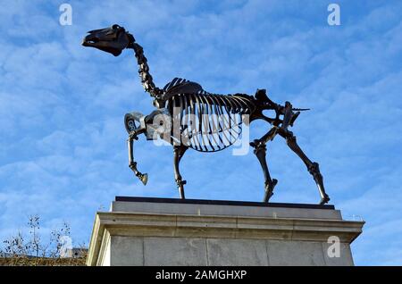 London, Großbritannien - 19. Januar 2016: Moderne Skulptur auf der vierten Sockelplatte, randloses Pferdeskelett des Künstlers Hans Haacke auf dem Trafalgar Square Stockfoto