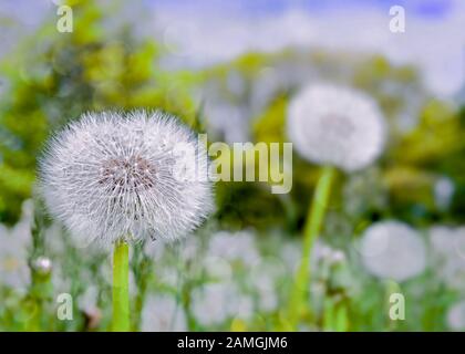 Dandelionen gingen in einem Springrasen zu Samen. Stockfoto