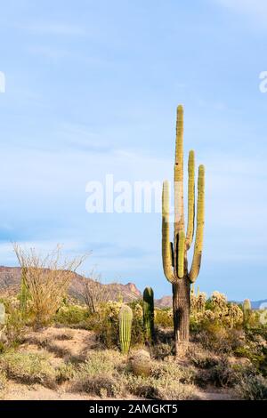 Saguaro Kaktus (Carnegiea gigantea) in der Wüste bei Phoenix, Arizona Stockfoto