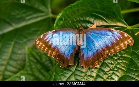 Schöne Nahaufnahme eines blauen Morpho-Schmetterlings mit offenen Flügeln, tropische Insektenspezialitäten aus Amerika Stockfoto