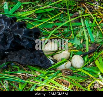 Nahaufnahme von schwarzen Schwaneneiern im Vogelnest, Vogelzuchtsaison, Tierische Fortpflanzung Stockfoto