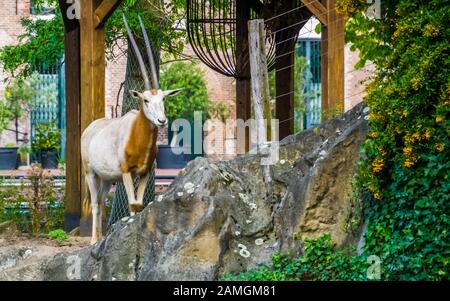 Portrait von scimitar oryx, in freier Wildbahn aussterbende Tierspezialitäten, Antilope mit langen Hörnern Stockfoto